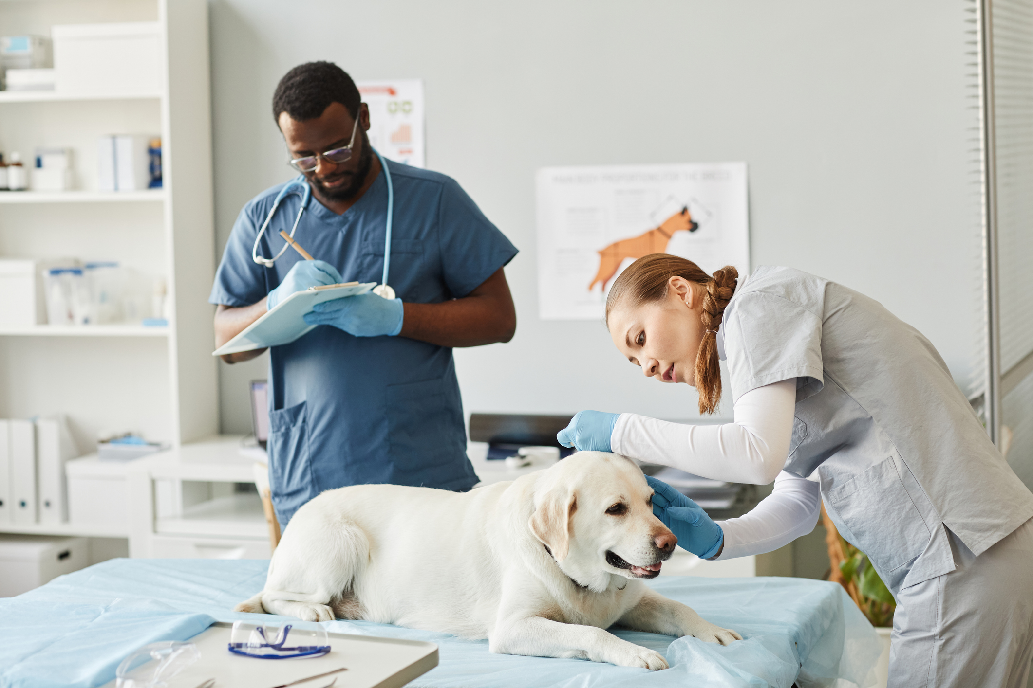 auxiliar de veterinária a prestar cuidados a um cão